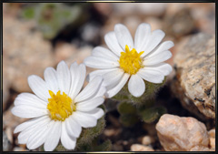 California Desert Star wildflowers