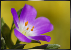 Purple California wildflower