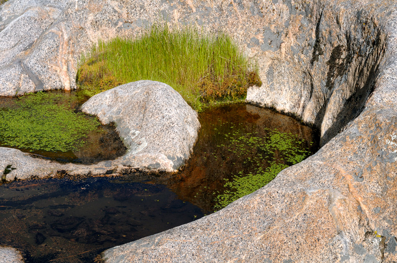 natural bowls in large boulders had mini temporary ecosystems