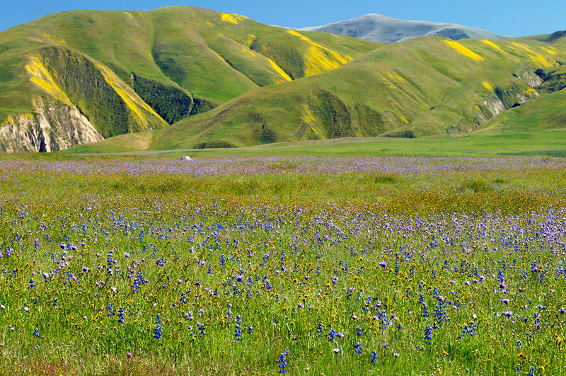 California spring wildflowers
