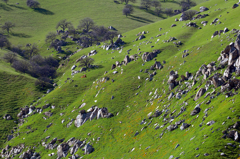 hawk patrolling the hillsides