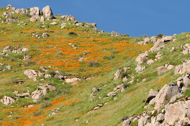 California poppies growing in the Kern River canyon hill tops