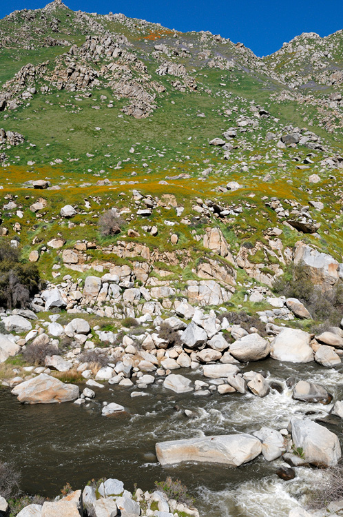 Kern River Canyon hillsdies painted with layers of wildflower colors