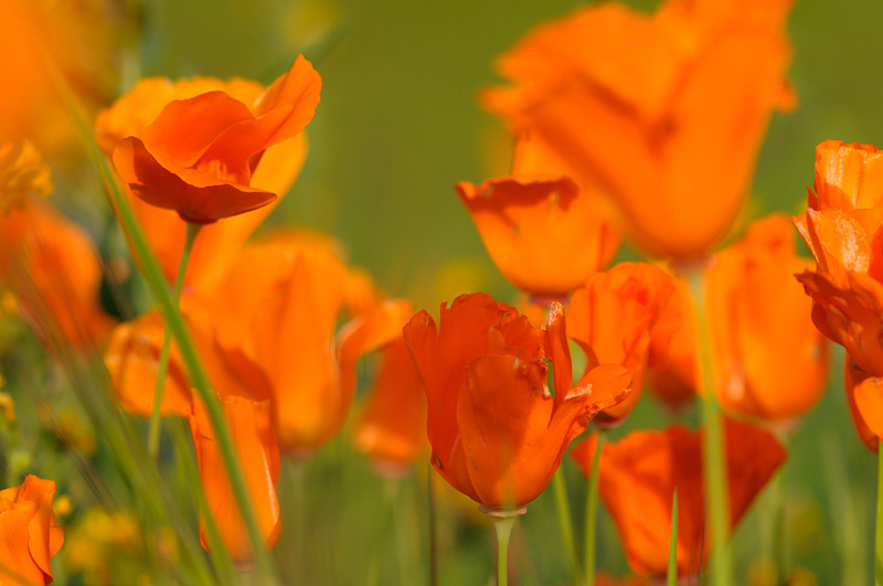 Wind torn California poppy