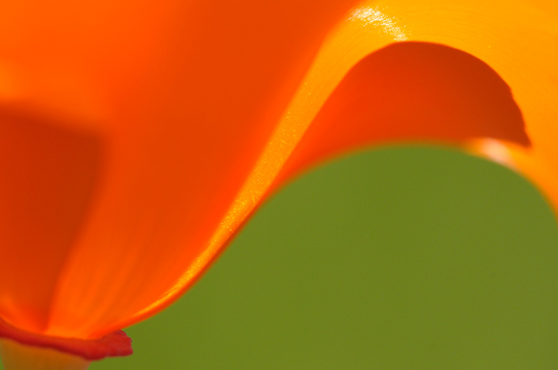 macro close up artistic poppy photography