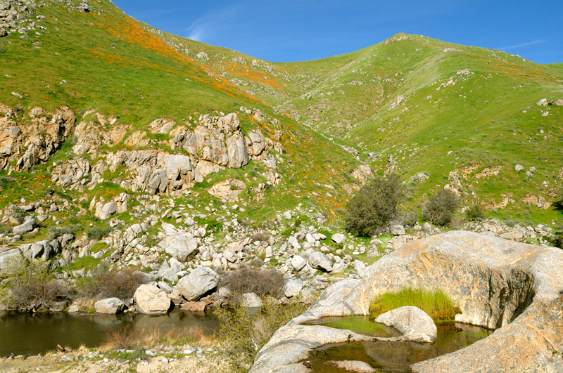 California spring wildflowers and poppies in the Kern River canyon