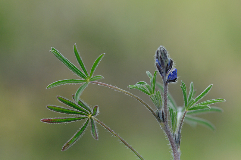 baby lupine blossom