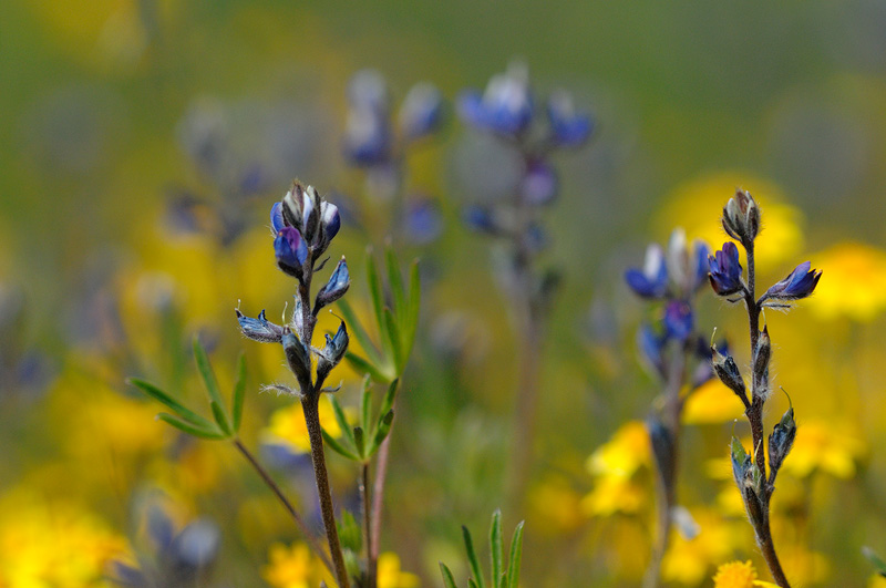 macro goldflield and baby lupine