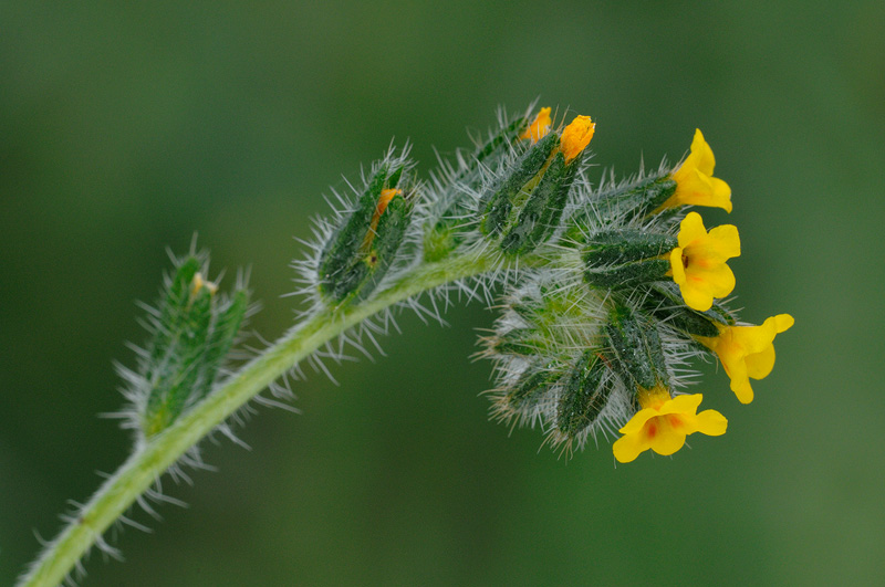 Fiddleneck Unfurling