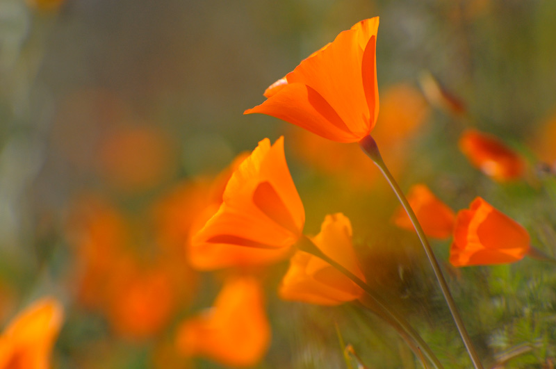 Beautiful native California Poppies growing wild on a hillside