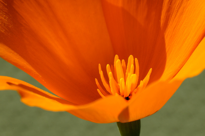 close up view inside a poppy
