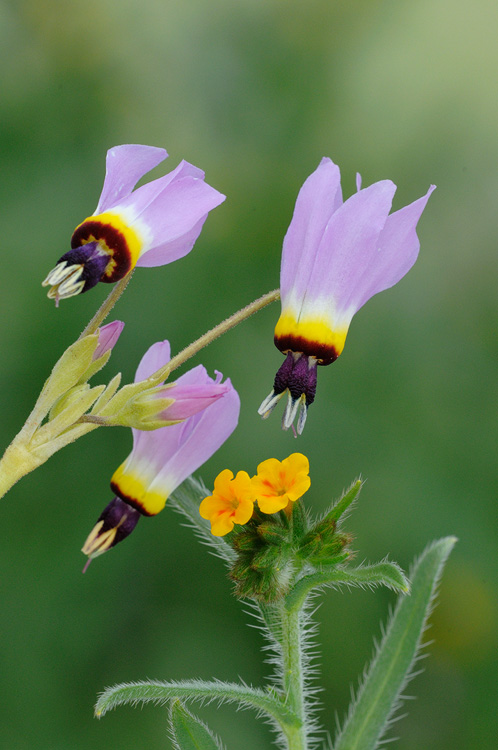 shooting star and fiddleneck macro