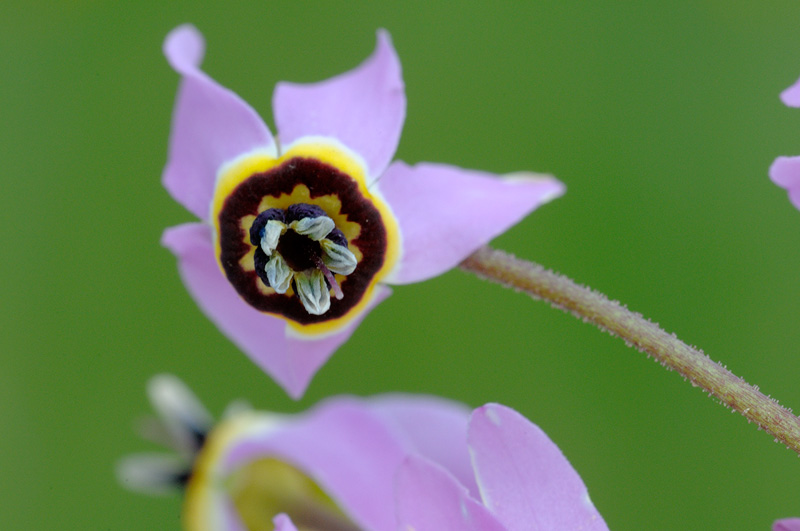 close up view of a native wildflower called a Shooting Star
