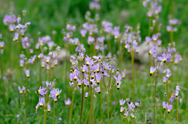 field of shooting stars