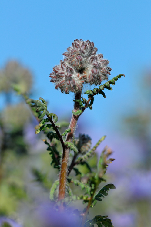 tansy phacalia macro