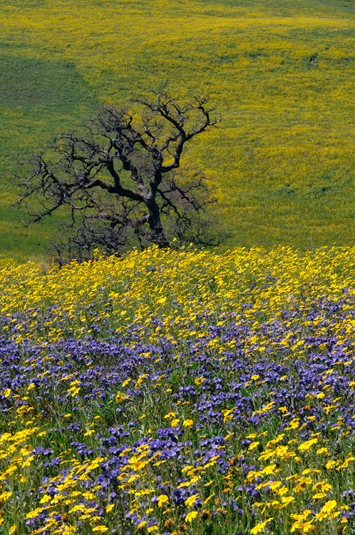 Bare California Oak tree surrounded by spring wildflowers 
