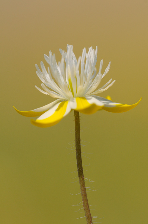 San Luis Obispo Cream Cup wildflower portrait