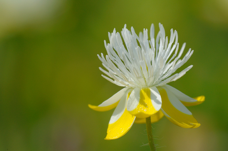 Cream cup wildflower macro photography