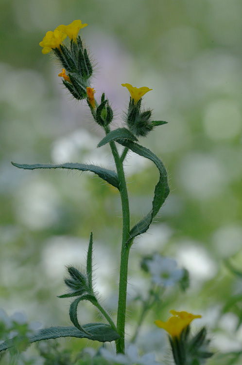 fiddlenecks