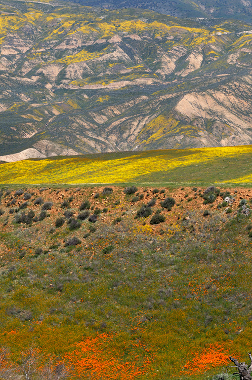 layers of wildflower colors paint the hills