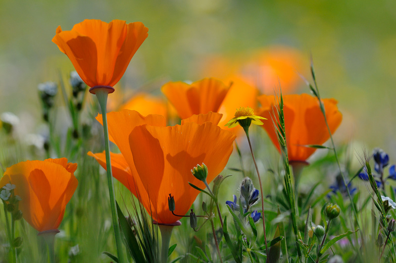 amazing variety of wildflowers