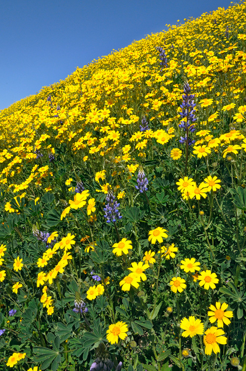 Lupine and Monolopia