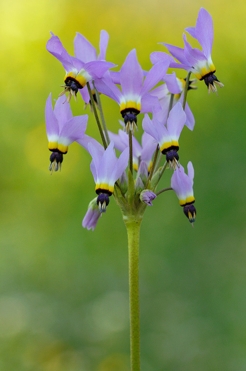 San Luis Obispo County Shooting Star wildflower