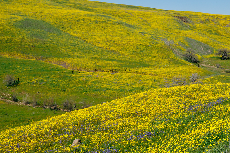 Gorgeous California Spring Landscape