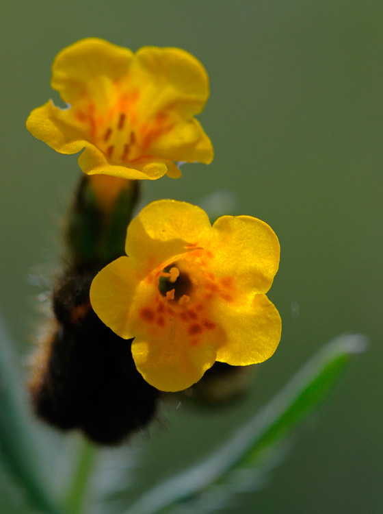 fiddleneck blossoms macro photograph