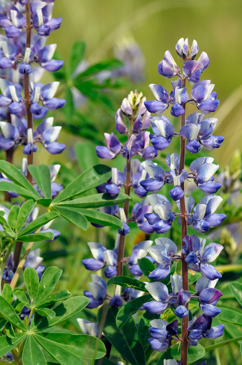 lupine