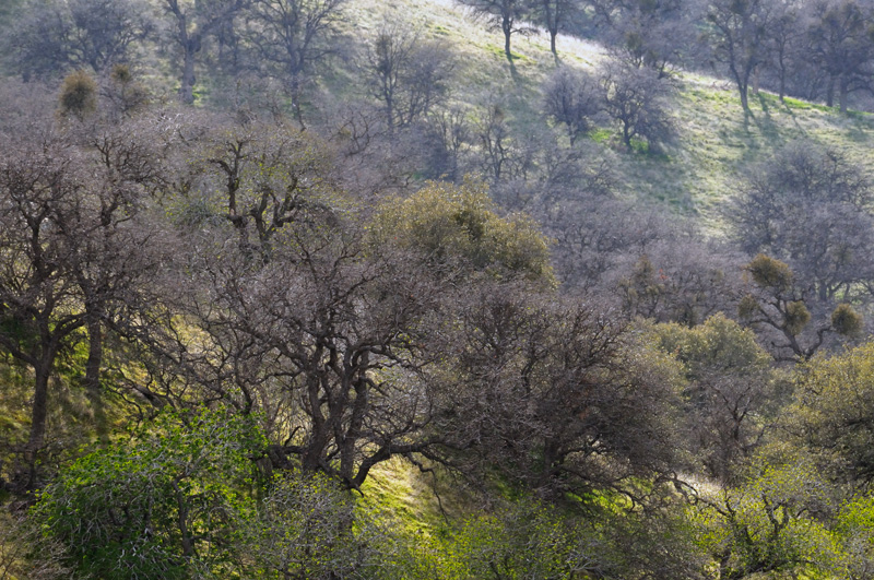 California Oak Trees