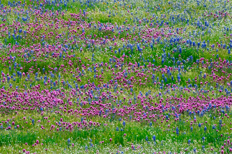 Mixture of Owls Clover, popcorn and Lupine, such a delight