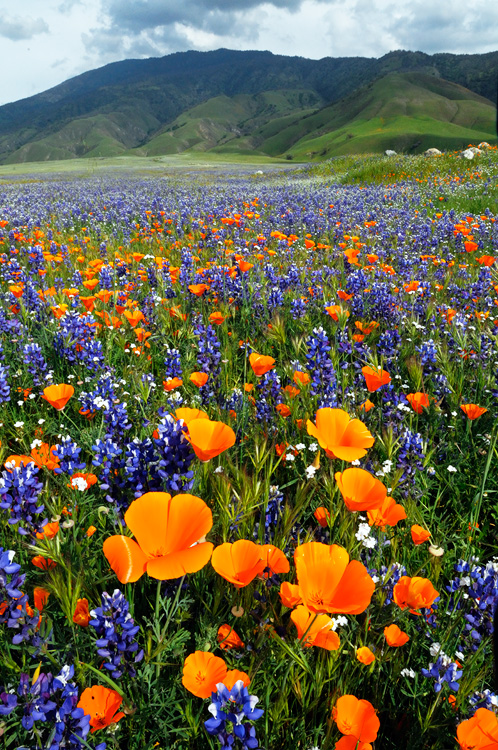 Poppies Lupine & Popcorn