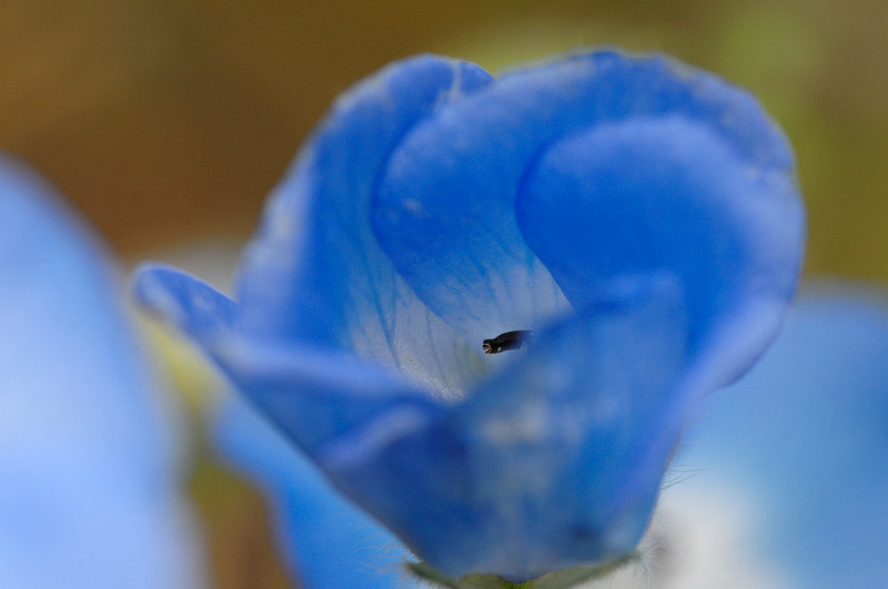 Baby Blue Eye flower opening up