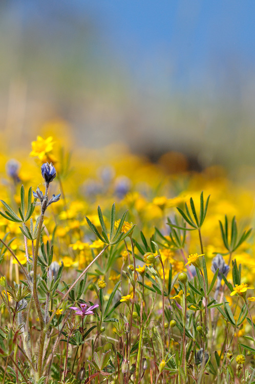 Goldflields, Lupine and Storksbill wildflowers