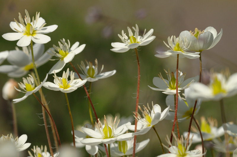 Cream Cup wildflowers