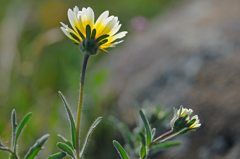 Tidy Tip wildflowers opening up