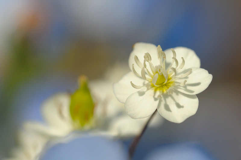 Cream Cups, a beautiful native California wildflower