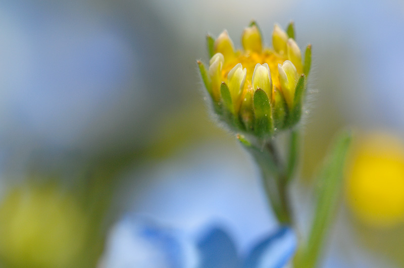 Yellow and Blue