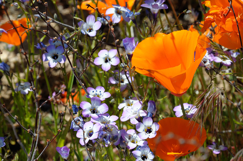 Birds Eye wildflowers mixed in with the poppies