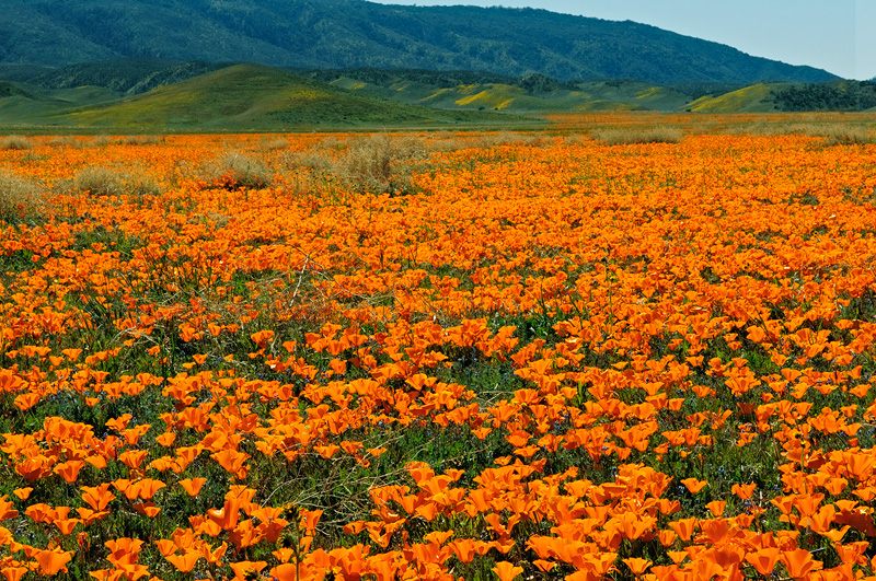 A gorgeous field of California Poppies in full bloom
