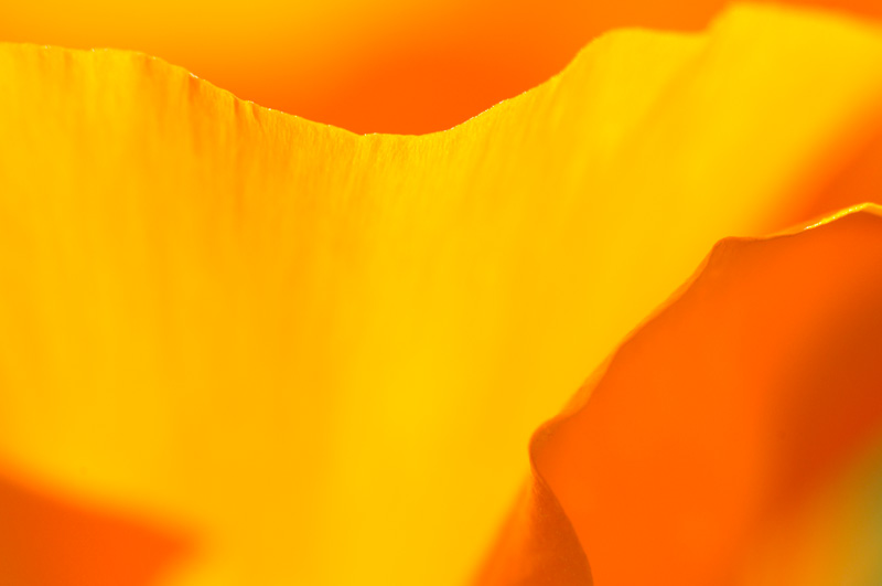 Natures Fine Art - California Poppy