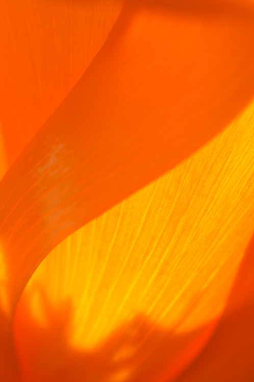 poppy petals with soft curves