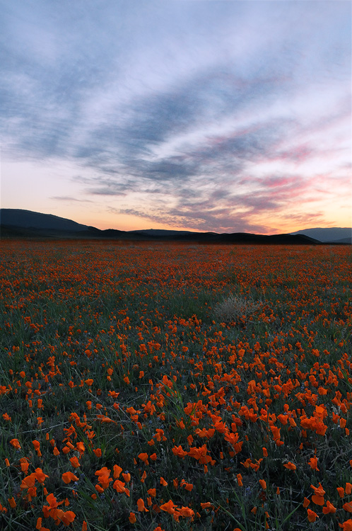 Field of beautiful California Poppies at sunset, Antelope Valley California