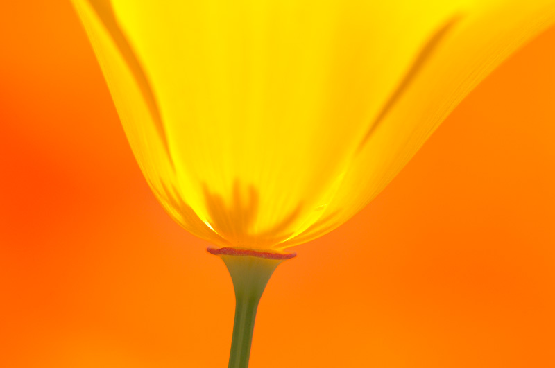 backlit California poppy flower