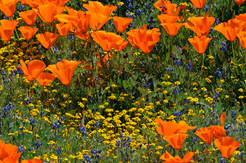 California wildflowers, poopies, lupine and goldfields