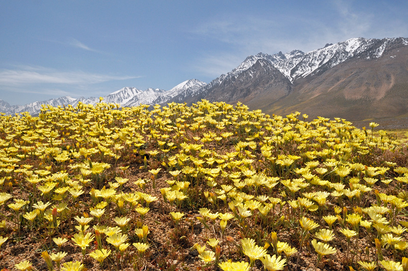 desert dandelions in full bloom in the Owens Valley along the base of the sierra nevada