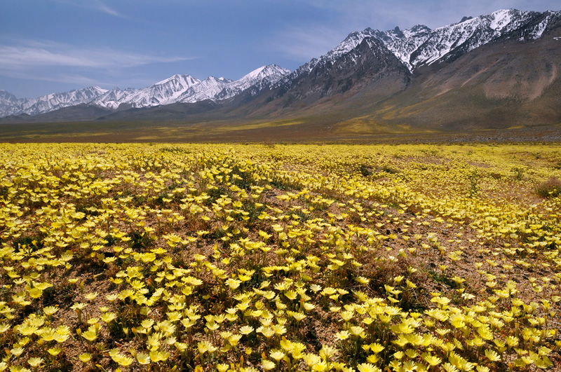 Desert Dandelions blooming in the Owens Valley along the base of the Sierra mountains