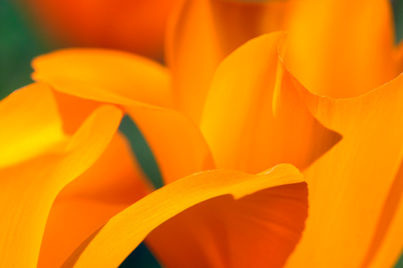 abstract poppy petals