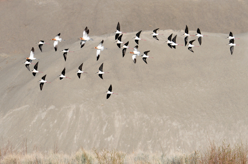 Black-necked Stilts and American Avocets migrating through the Sierra mountains